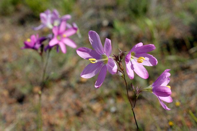 Ixia latifolia 