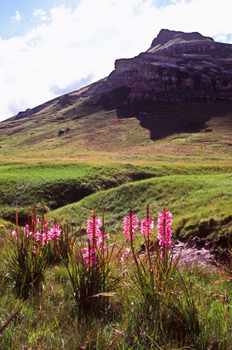 Watsonia lepida