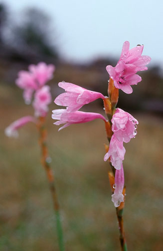 Watsonia mtamvunae 