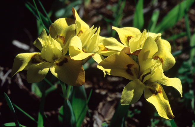 Moraea tricolor