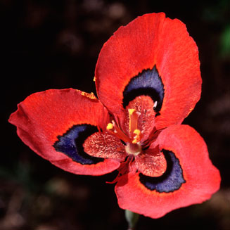 Moraea tulbaghensis