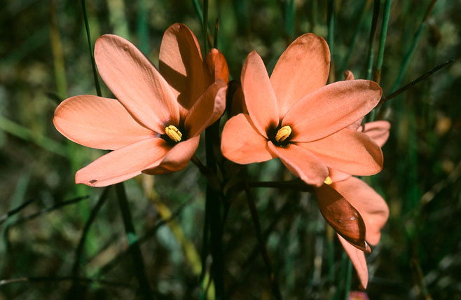Ixia tenuifolia