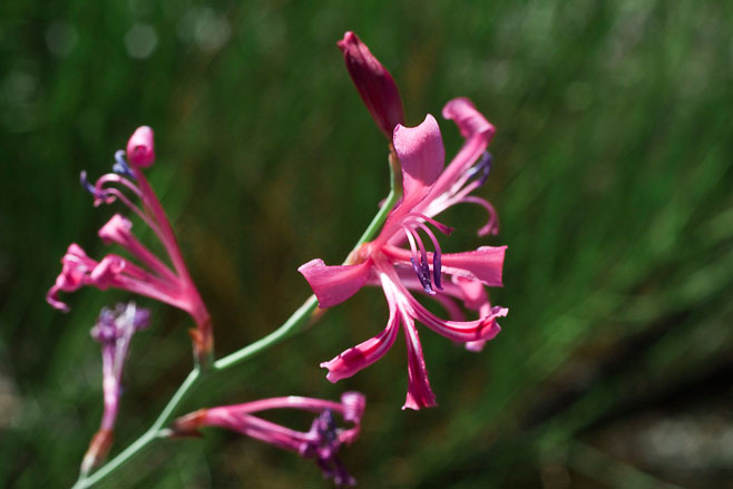 Tritoniopsis ramosa