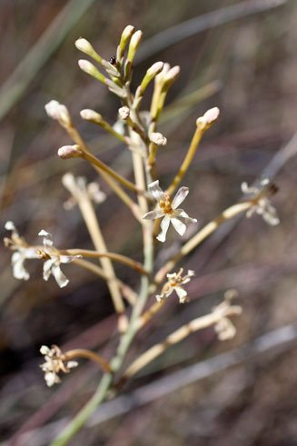 Tritoniopsis nervosa