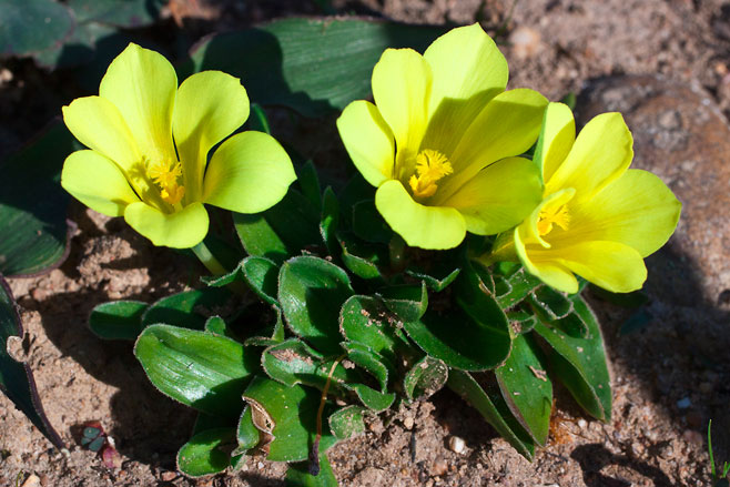 Moraea galaxia