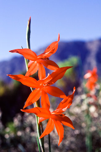 Gladiolus watsonius