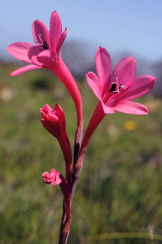 Watsonia coccinea