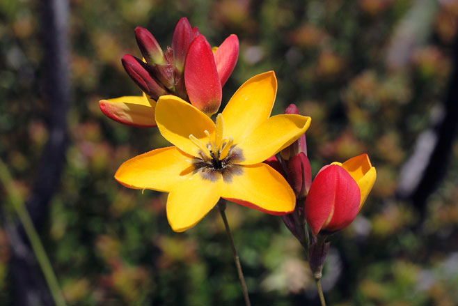 Ixia dubia