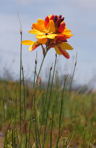 Ixia dubia
