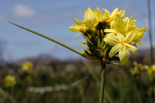 Bobartia indica