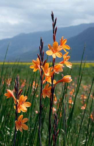 Watsonia zeyheri