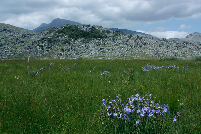 Aristea racemosa