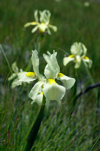 Moraea neglecta 
