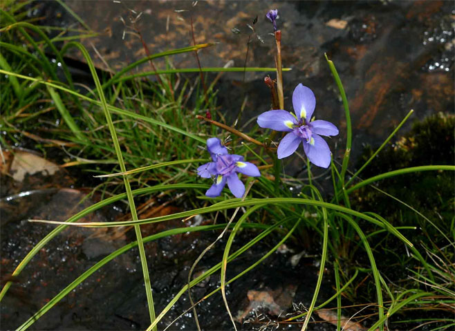 Moraea carsonii