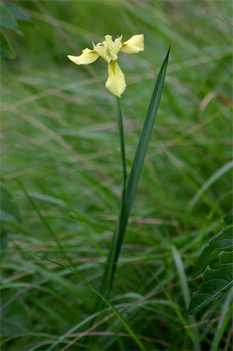 Moraea spathulata 