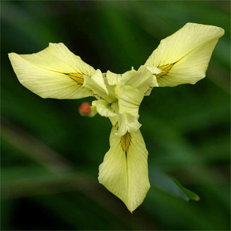 Moraea spathulata 
