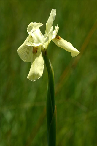 Moraea spathulata 