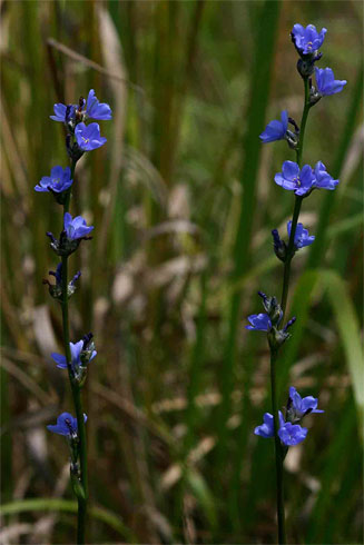 Aristea woodii