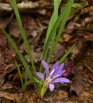 Babiana hypogea