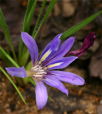 Babiana hypogea