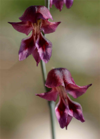 Gladiolus atropurpureus 