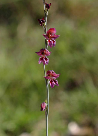 Gladiolus atropurpureus 