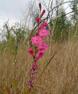 Gladiolus crassifolius