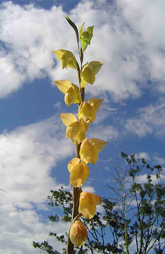 Gladiolus dalenii 