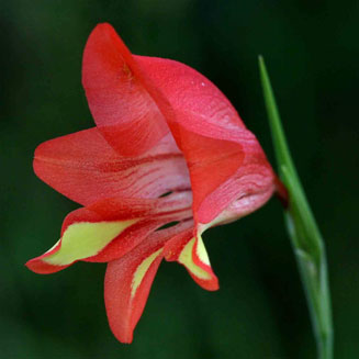 Gladiolus decoratus