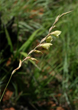 Gladiolus flavoviridis
