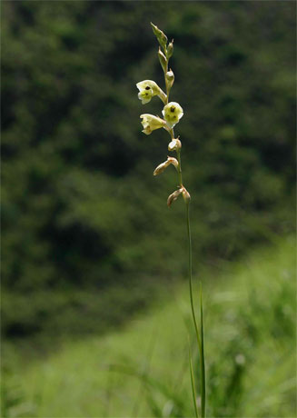 Gladiolus flavoviridis