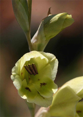 Gladiolus flavoviridis