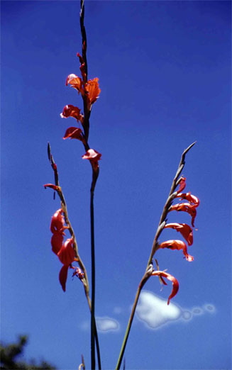 Gladiolus magnificus