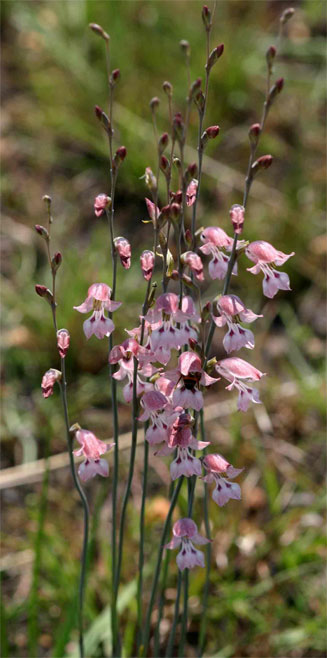 Gladiolus unguiculatus