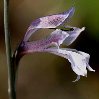 Gladiolus unguiculatus