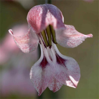 Gladiolus unguiculatus