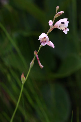 Gladiolus zimbabweensis
