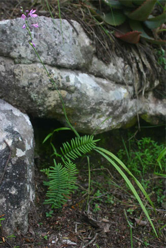 Radinosiphon leptostachya 