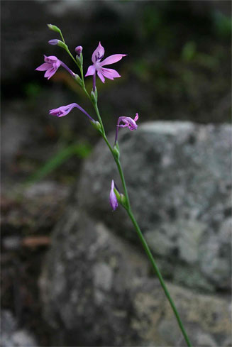 Radinosiphon leptostachya 