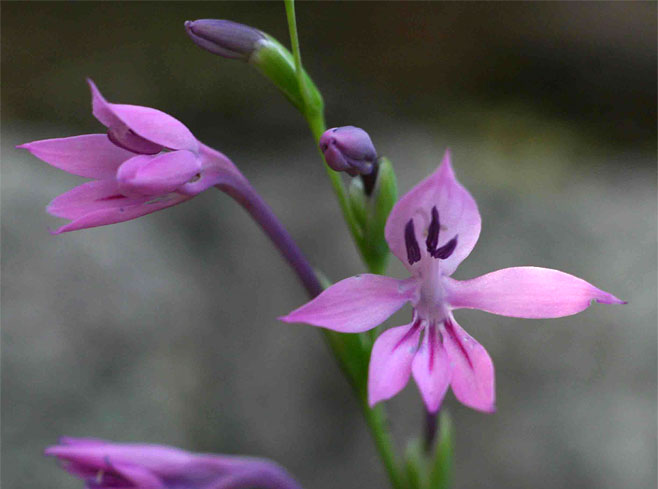 Radinosiphon leptostachya 
