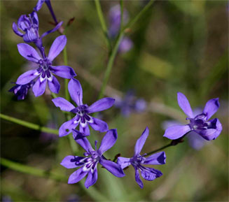 Lapeirousia erythrantha