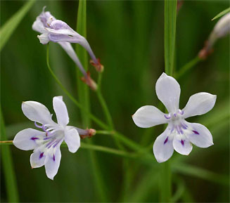 Lapeirousia erythrantha