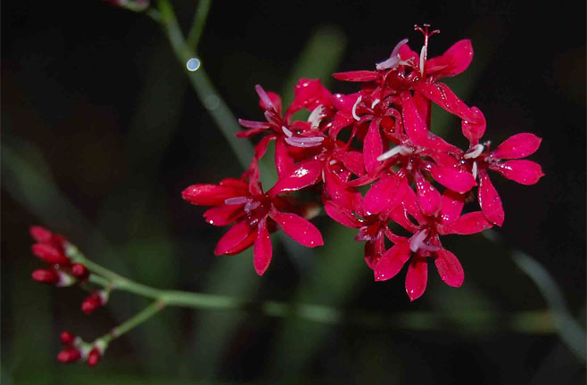 Lapeirousia erythrantha