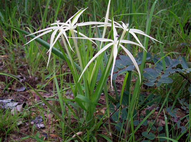Lapeirousia odoratissima