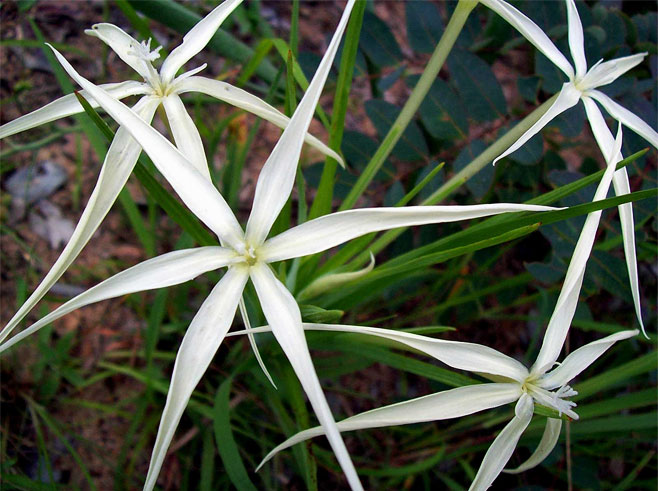 Lapeirousia odoratissima