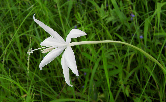 Lapeirousia schimperi 
