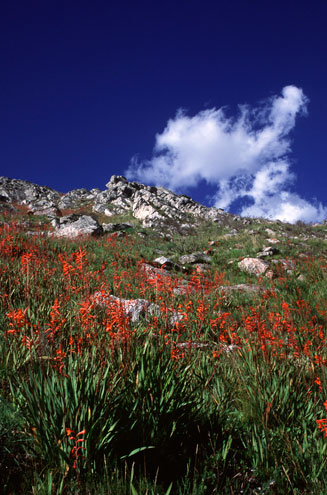 Watsonia wilmaniae