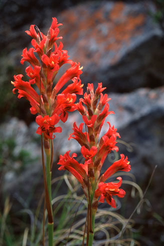 Tritoniopsis triticea 