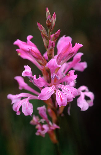 Tritoniopsis lata