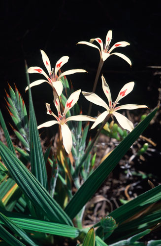 Babiana tubulosa 